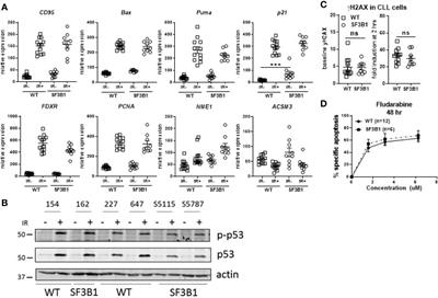 The Effect of SF3B1 Mutation on the DNA Damage Response and Nonsense-Mediated mRNA Decay in Cancer